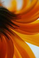 Beautiful orange flower petals photo