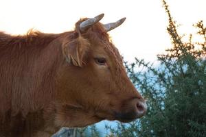 Vaca marrón pastando en el prado foto