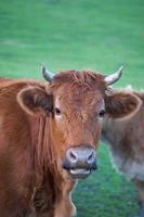 Brown cow grazing in the meadow photo