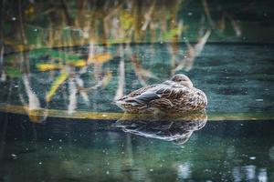 Mallard duck resting in a pond photo