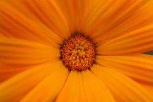 Beautiful orange flower petals photo