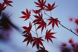 Red maple leaves in autumn season photo