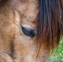 Close up of brown horse grazing in the meadow, horse eye