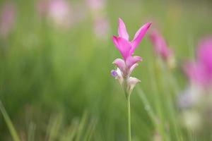 Pink Siam tulips photo