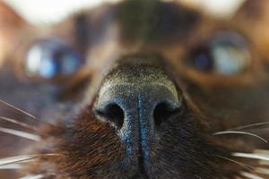 Siamese brown cat nose photo