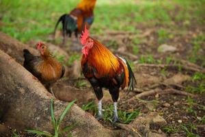 Rooster and hen in the park photo