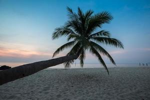 Coconut tree at sunset photo