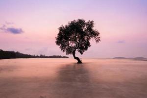 Tree in the water photo