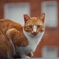 retrato de gato callejero foto