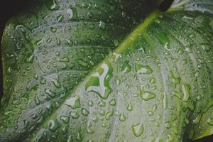 Drops on the green plant leaves photo