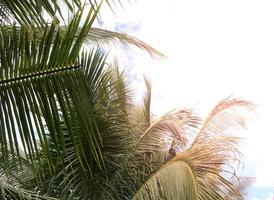 Palm trees and sunlight during the day photo