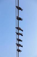 Pigeons perched on a wire photo