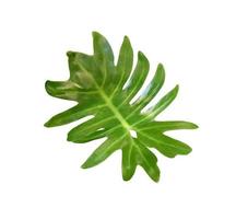 Green philodendron leaf
