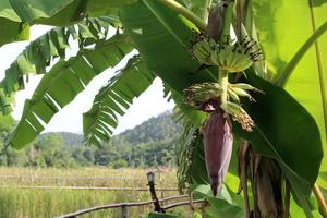 Banana trees outside photo