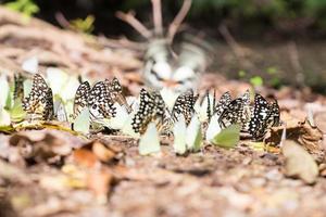 bandada de mariposas en el suelo foto