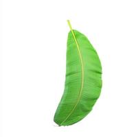 Single banana leaf photo