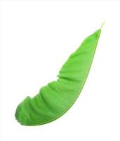 Curved green banana leaf photo