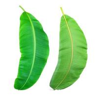 Front and back of a banana leaf photo