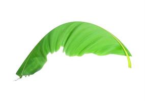 Curved light green banana leaf photo