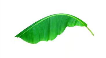 Curved banana leaf on white photo