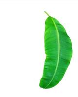 Curved banana leaf photo