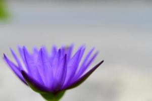 una flor de loto morada foto