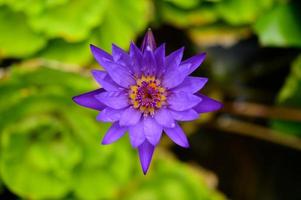una flor de loto morada foto