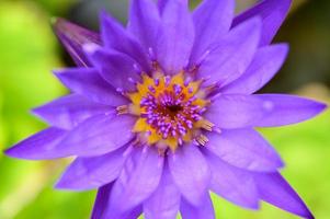 una flor de loto morada foto