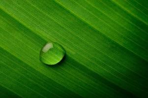 Drop of water on a banana leaf photo