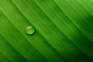 Drop of water on a banana leaf photo