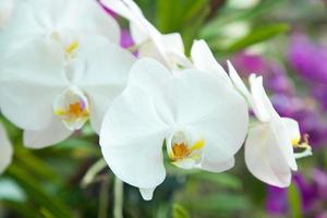 Flowers of white orchids photo