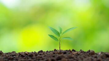 Update more than 70 small plant wallpaper latest - 3tdesign.edu.vn