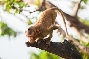 Monkey leaping from a tree photo