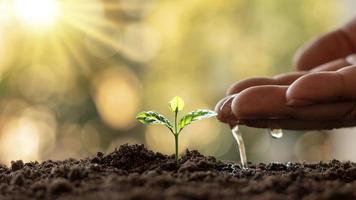 cultivar plantas en suelos fértiles y regar, plantar ideas e inversiones para los agricultores