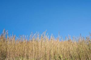 Grass against a blue sky photo