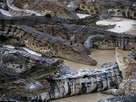 Group of crocodiles photo