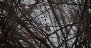 Little Titmouse Jumps in The Dense Branches video