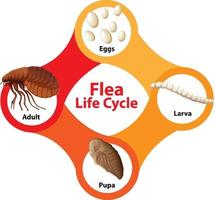 Flea Life Cycle Diagram vector