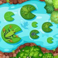 Aerial scene with frogs and lotus leaves in the pond vector