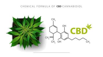 White poster with chemical formula of CBD cannabidiol and cannabis plant grows in a square pot, top view. vector