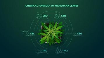 Green poster with chemical formulas of natural cannabinoids. Cannabis plant with infographic of chemical formulas of cannabinoids in digital style vector