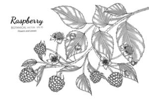 Raspberry hand drawn botanical illustration with line art on white background. vector