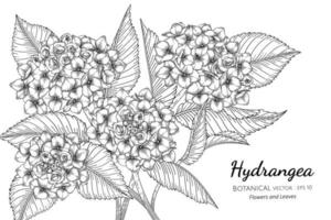 Hydrangea flowers and leaves hand drawn botanical illustration with line art on white background. vector