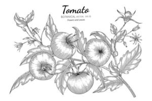 Ilustración botánica dibujada a mano de tomate con arte lineal sobre fondo blanco. vector