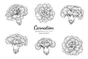 Set of Carnation flowers and leaves hand drawn botanical illustration with line art on white background. vector