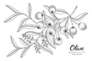 Oilve árbol dibujado a mano ilustración botánica con arte lineal sobre fondo blanco. vector