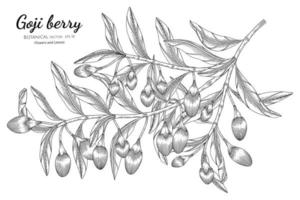 Goji berry fruits hand drawn botanical illustration with line art on white background. vector