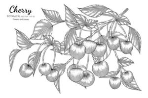 Ilustración botánica dibujada a mano de frutas cereza con arte lineal sobre fondo blanco. vector