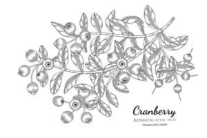 Cranberry fruits hand drawn botanical illustration with line art on white background. vector