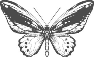 Vector Engraving Insect